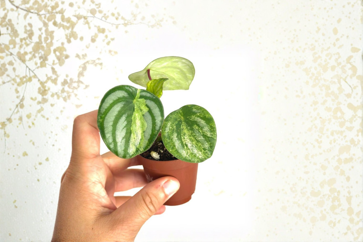 Peperomia Harmony Gold Dust Live Plant 2-Inch Pot, Variegated Tropical Houseplant, Indoor Gift, Gold and Green Foliage