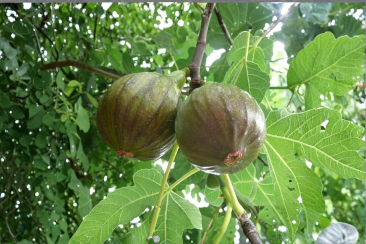 Fig Tree Live Plant 1 Gallon Pot Olympian Ficus carica 'Olympian' Edible Fruit Container Garden
