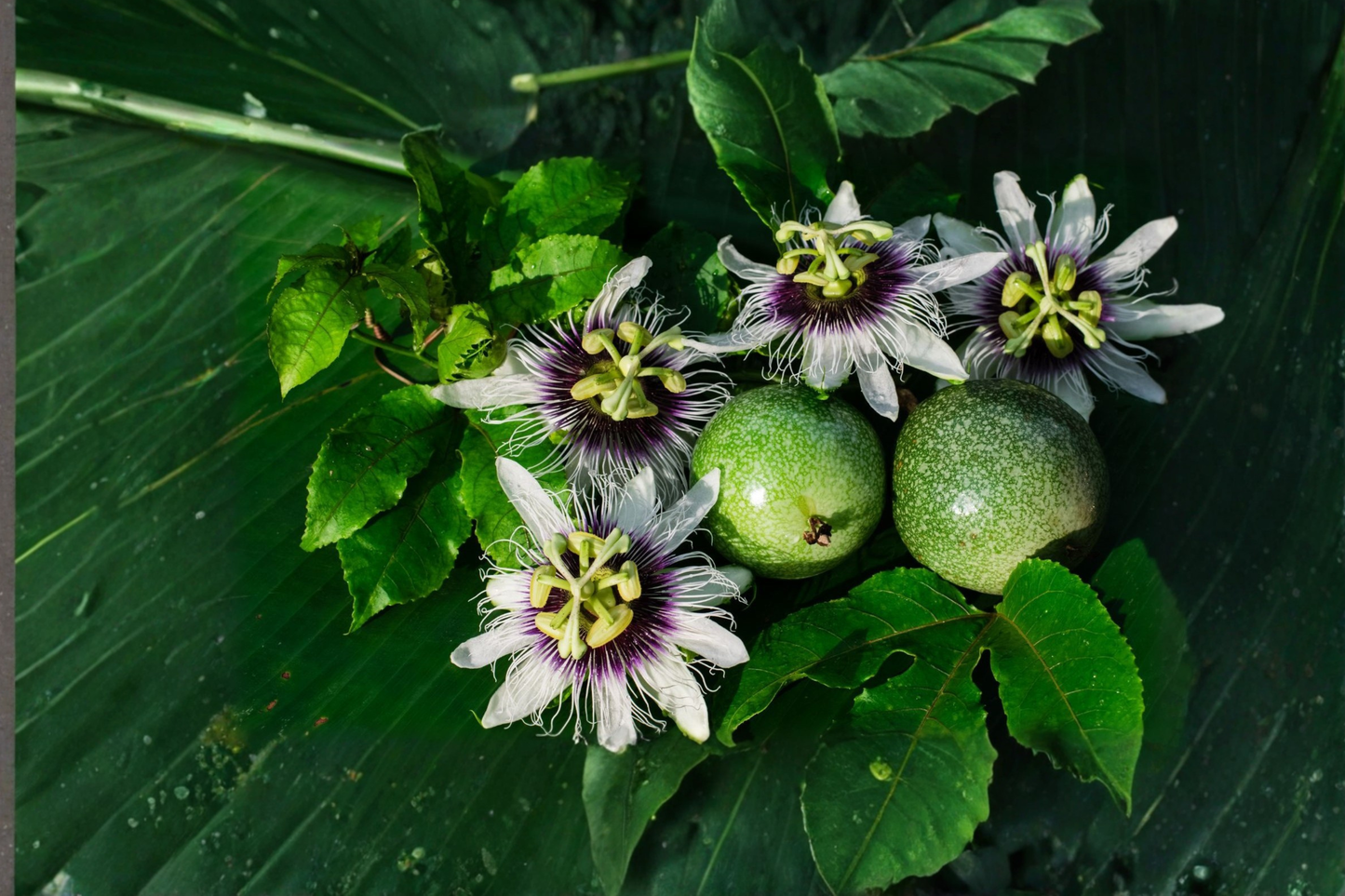 Semi Dwarf Passion Fruit Seeds, Tropical Climbing Vine, Passiflora edulis, Indoor & Outdoor Gardening, 10 Seeds