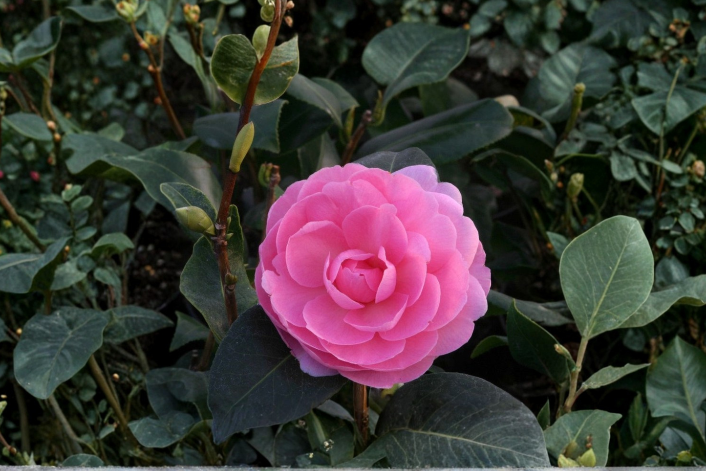Camellia ‘E.G. Waterhouse’ Live Plant – Pink Flowering Evergreen Shrub in 3 Gallon Pot, Camellia x williamsii
