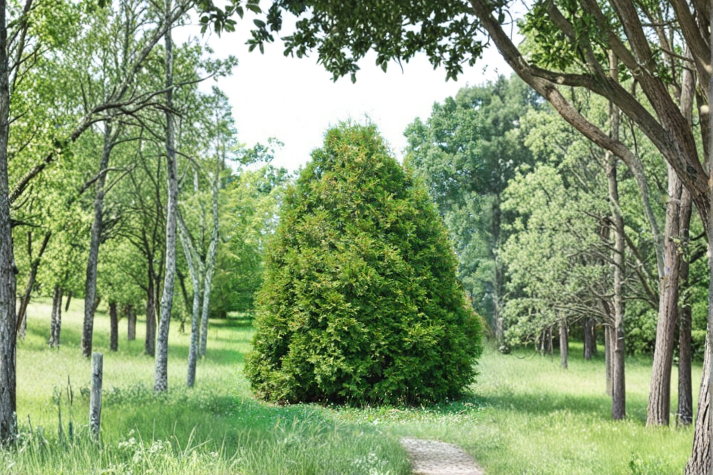 Elegantissima Arborvitae Live Plant Quart Pot, Thuja occidentalis, Evergreen Privacy Hedge Shrub, Golden Tips, Pyramidal Growth