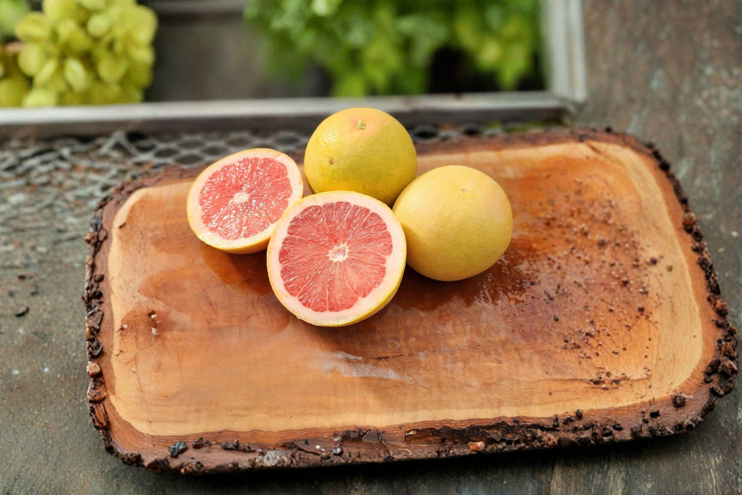 Live Flame Grapefruit Tree - 1 Gallon Red Flesh Citrus Tree for Backyard, Container, Orchard - Citrus × paradisi