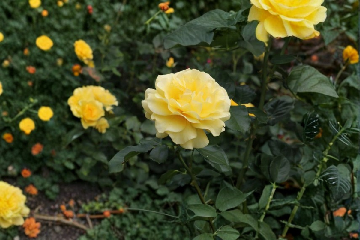 Sunsprite Rose Live Plant – 2-Gallon Deep Yellow Floribunda Rose Bush for Garden, Outdoor Flowering Shrub, Compact Upright Growth
