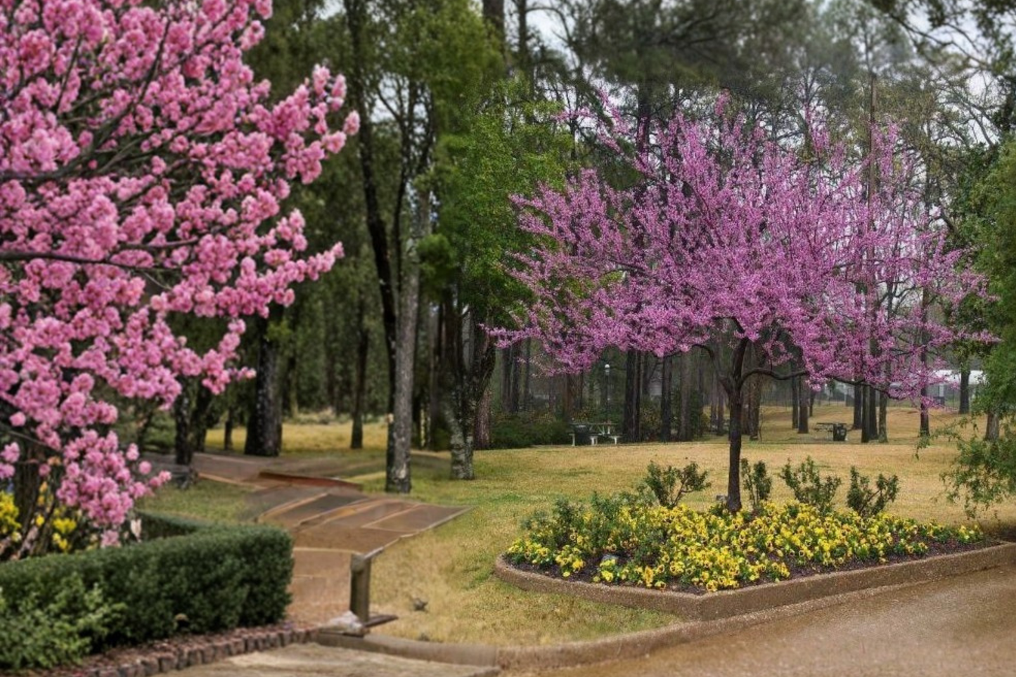 Forest Pansy Redbud Tree 4–6 ft Live Cercis canadensis with Pink Spring Flowers, Ornamental Landscape Tree