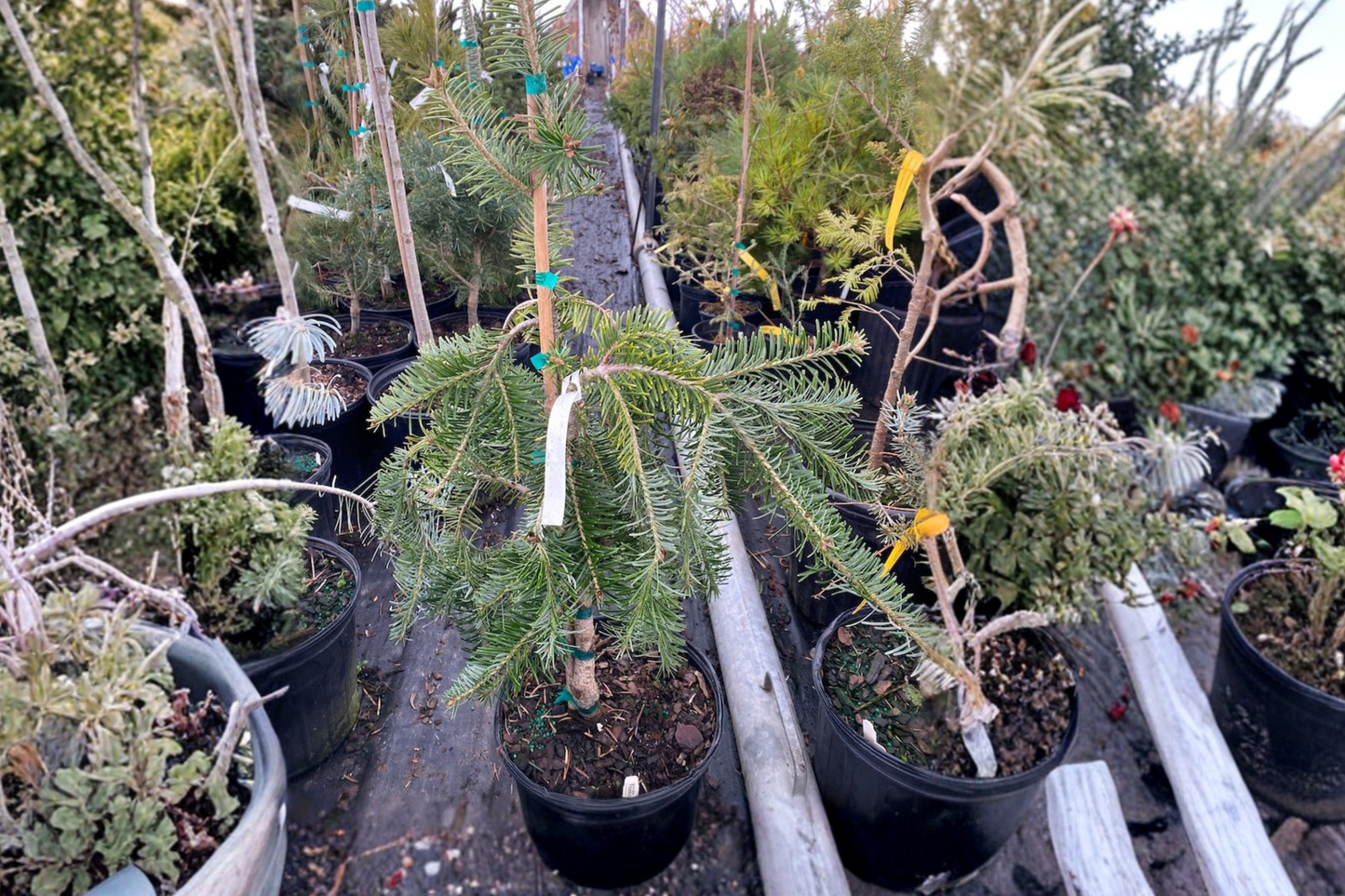 Weeping Silver Fir Live Plant 1 Gallon Pot, Abies alba 'Pendula', Cascading Evergreen Tree, Ornamental Garden Plant