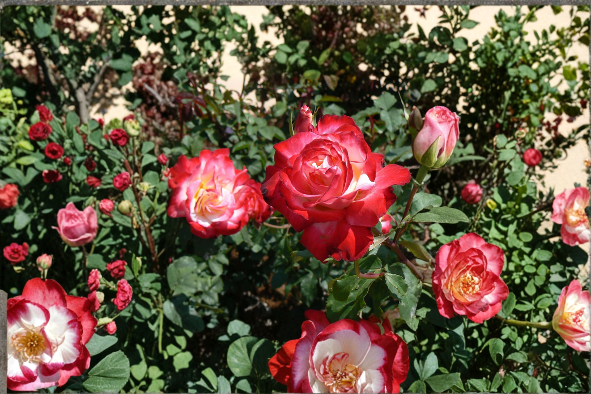 Snowfire Hybrid Tea Rose Live Plant – 2 Gallon Red & White Flowering Shrub for Garden, Landscape, Flowering Bush