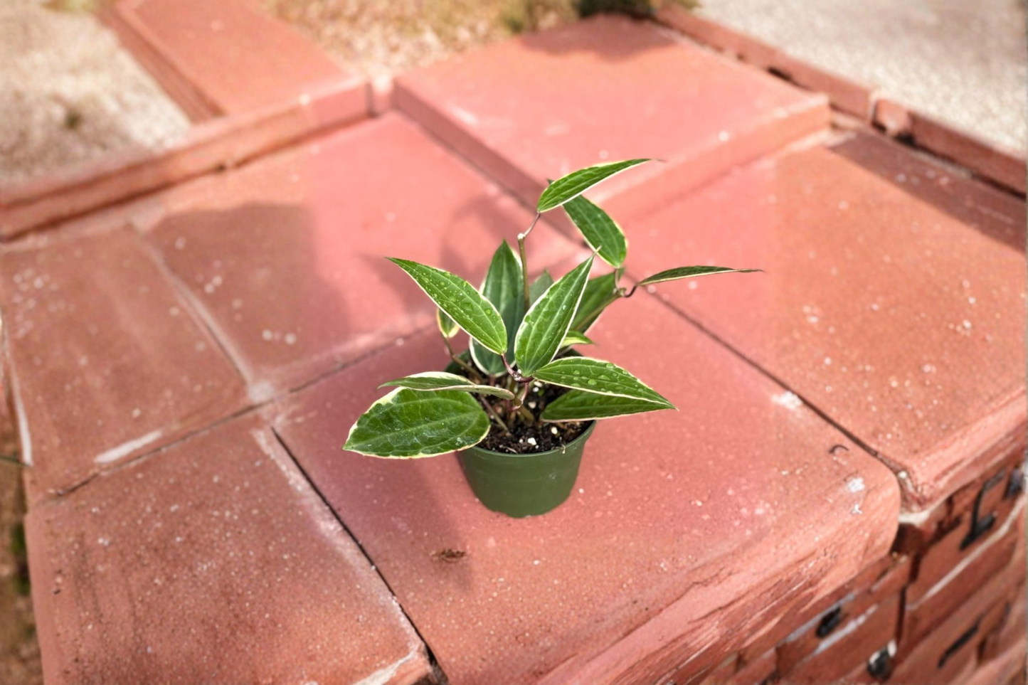 Variegated Hoya Macrophylla Live Plant | 4 Inch Pot | Tropical Indoor Houseplant with Creamy Variegation