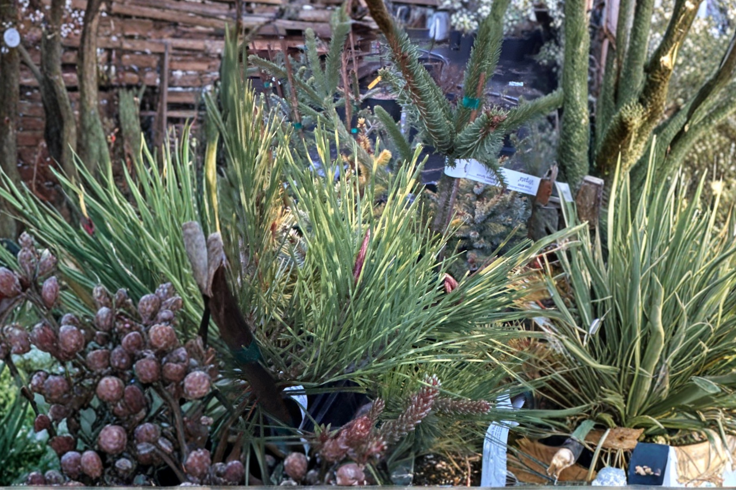 Cesarini Variegated Japanese Red Pine Live Plant 12 Inch Evergreen Conifer Pinus densiflora Garden Tree