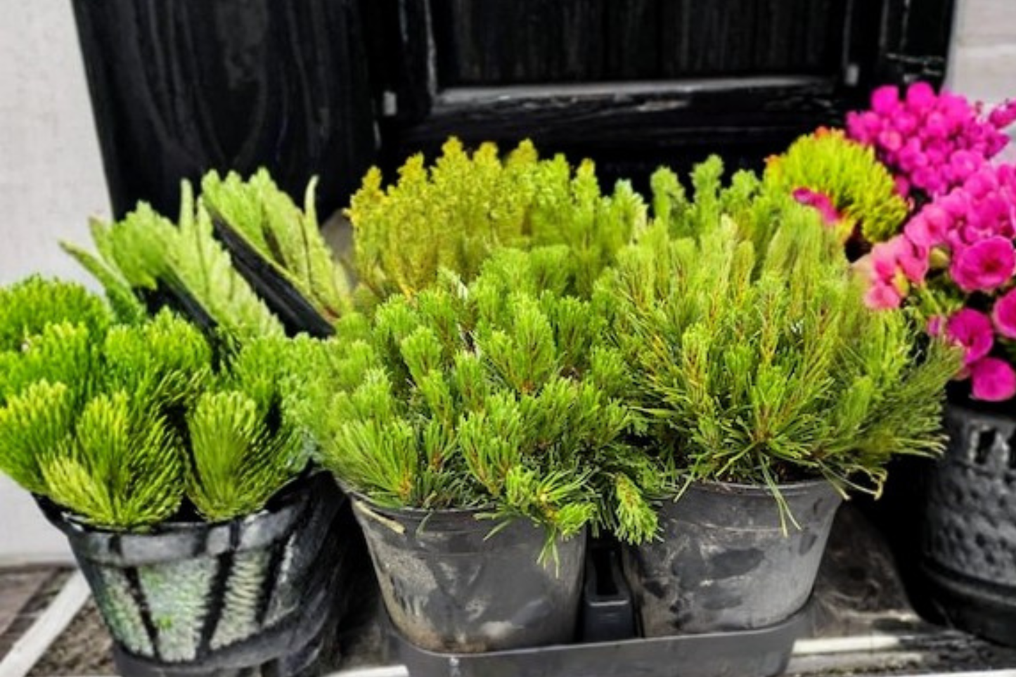 Live Limber Pine Plant – 10 Inch Tall Evergreen Tree in 1-Gallon Pot | Pinus flexilis for Landscape & Garden