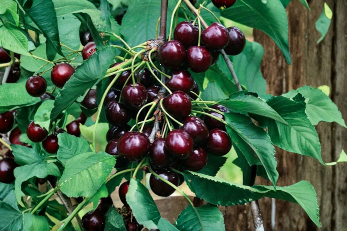 Black Cherry Tree Seeds – Prunus serotina, 10 Pack for Garden & Container Growing