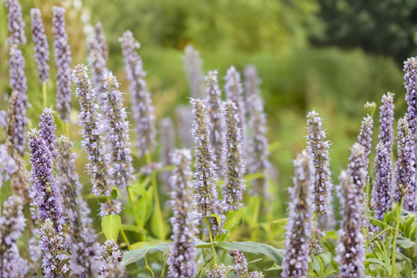 Agastache Black Adder Live Plants, 3 Rooted Starters, Purple Flowers, Perennial, Pollinator Garden, Agastache 'Black Adder'