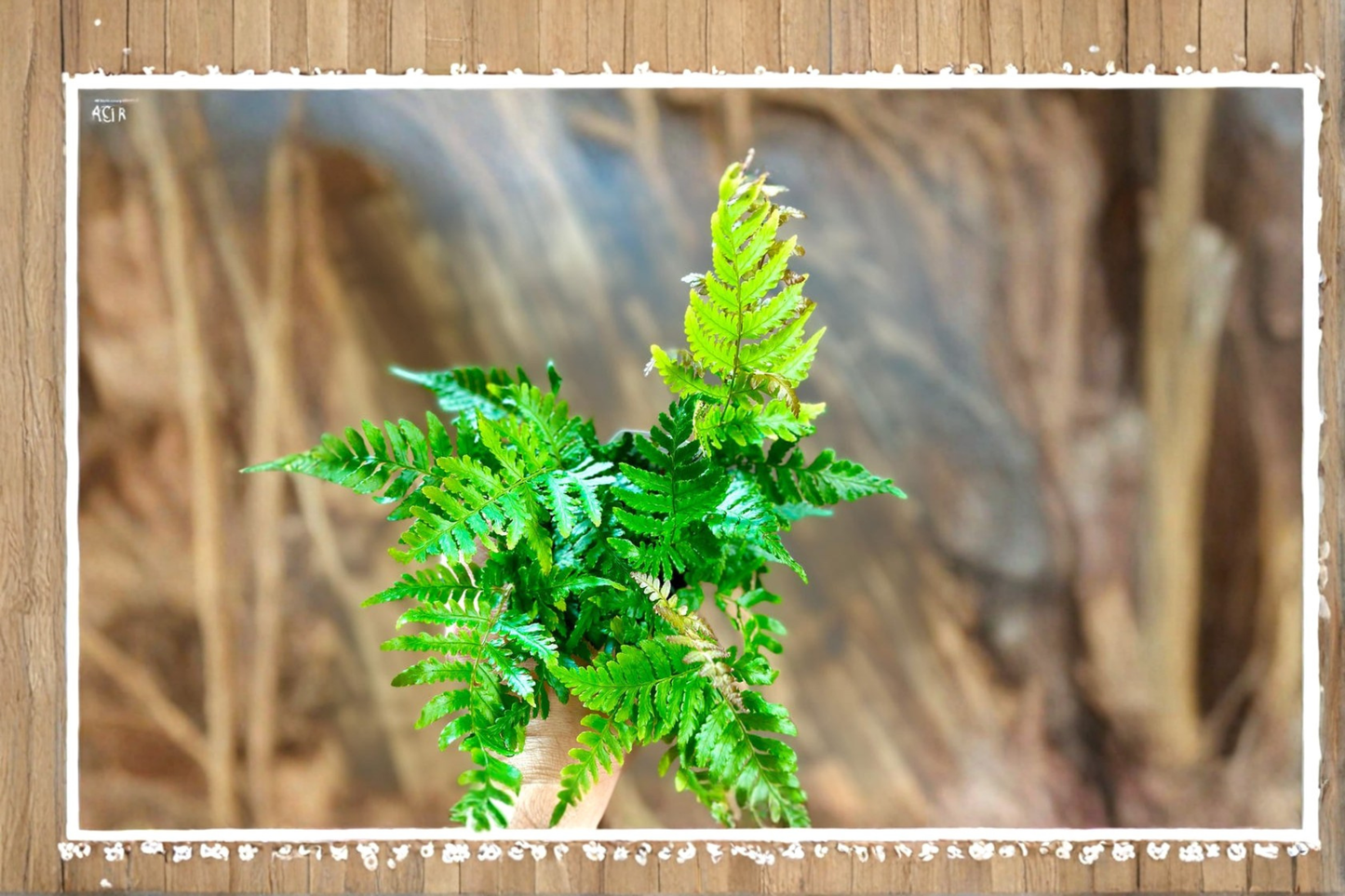 Autumn Fern Live Plant, Easy Care Indoor Fern, Copper Green Foliage, Tropical Houseplant, Dryopteris erythrosora