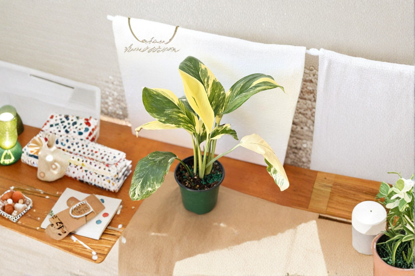 Monstera Lechleriana Albo Live Plant, Variegated Tropical Houseplant, Climbing Indoor Plant, Rare White Fenestrated Foliage