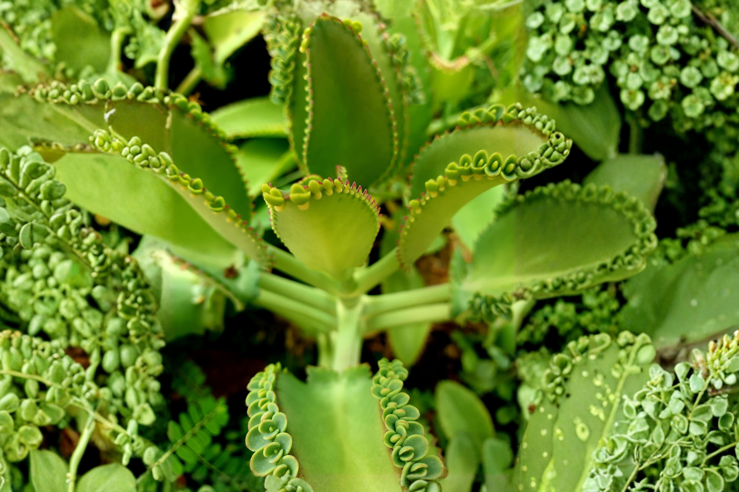 Leaf of Life Live Plant 4 Inch Pot – Kalanchoe pinnata Succulent