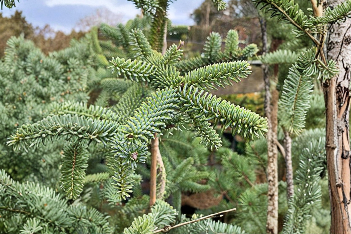 Spanish Fir Kelleris Live Plant 12 Inch Abies pinsapo Blue Evergreen Conifer for Garden Landscape
