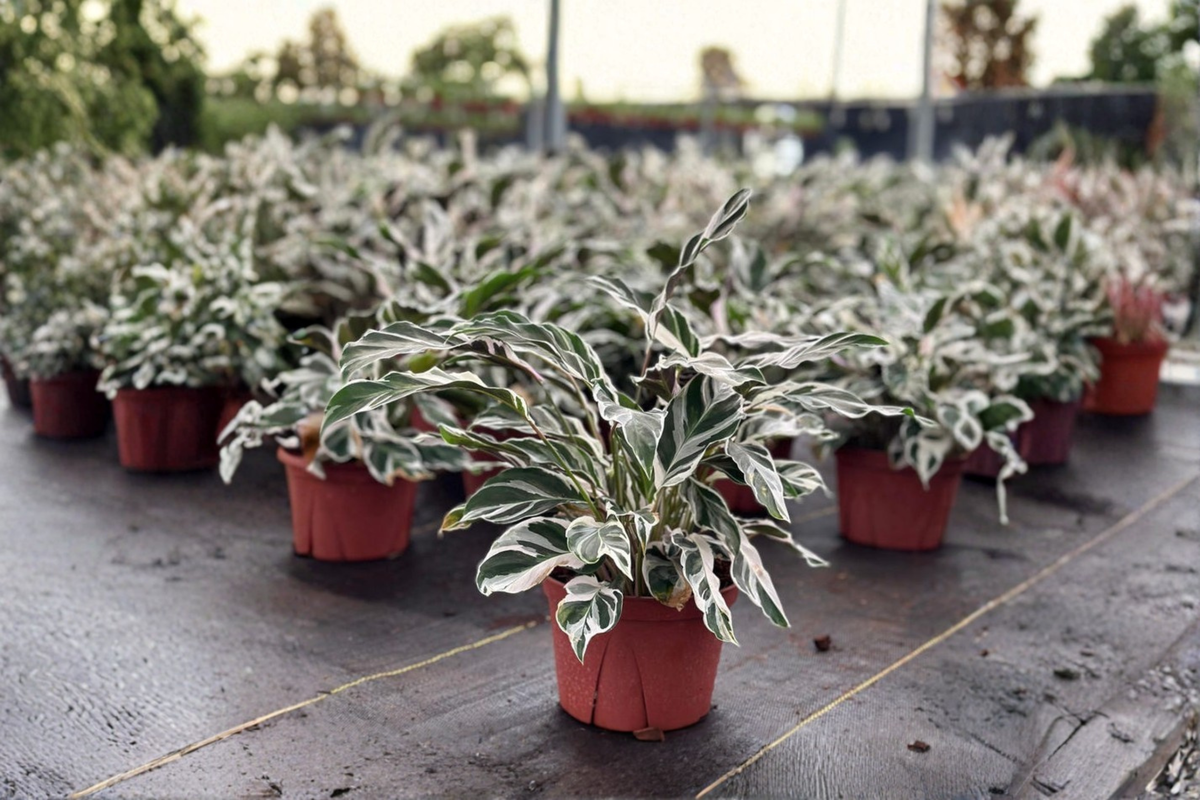 Calathea White Fusion Live Plant – Variegated Tropical Houseplant in 4" or 6" Pot, Indoor Decorative Foliage