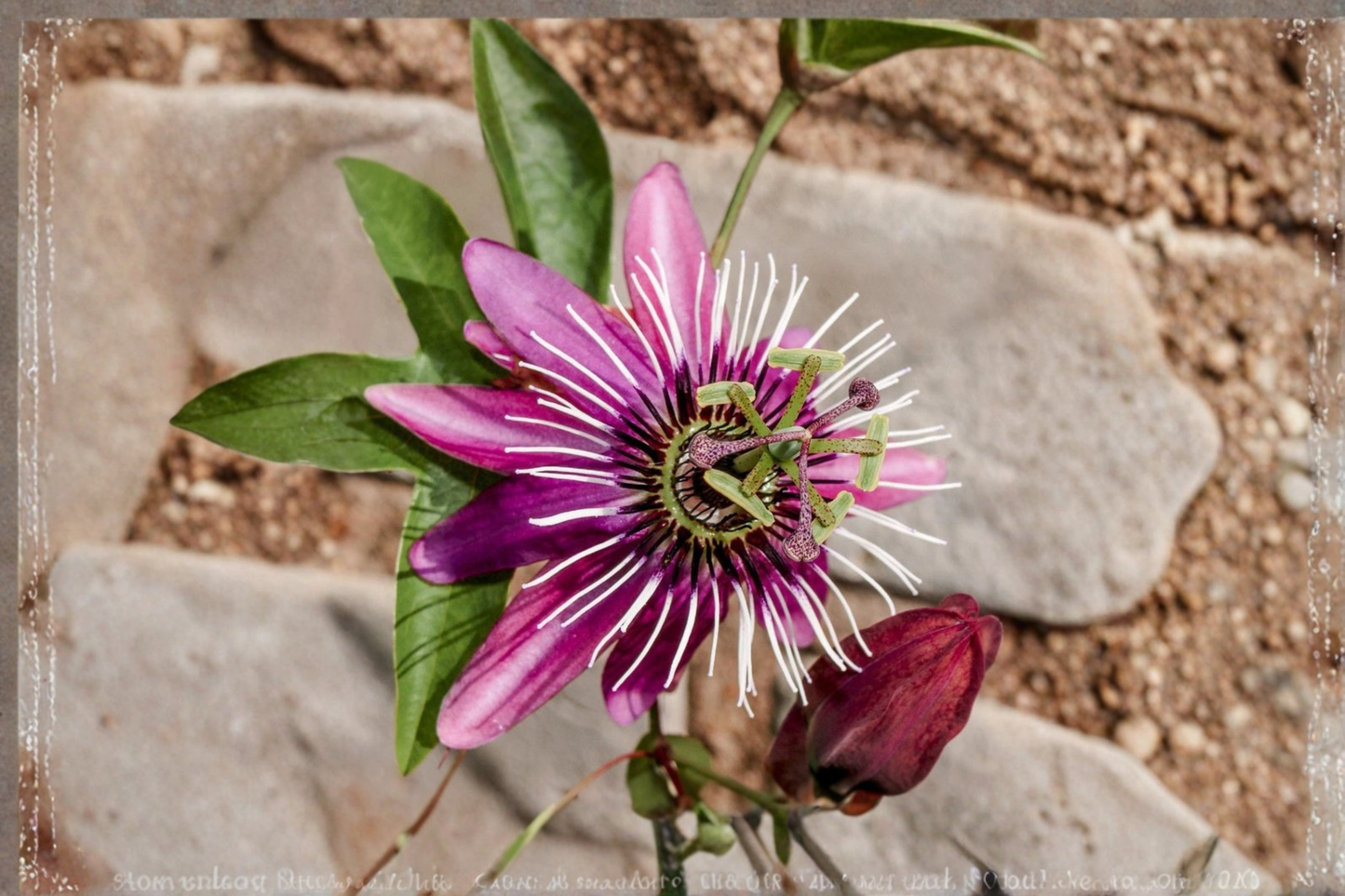 Pink Passion Flower Live Plant, Climbing Vine with Pink Blooms, Passiflora hybrid 'Pink Pop' for Garden Trellis & Landscape