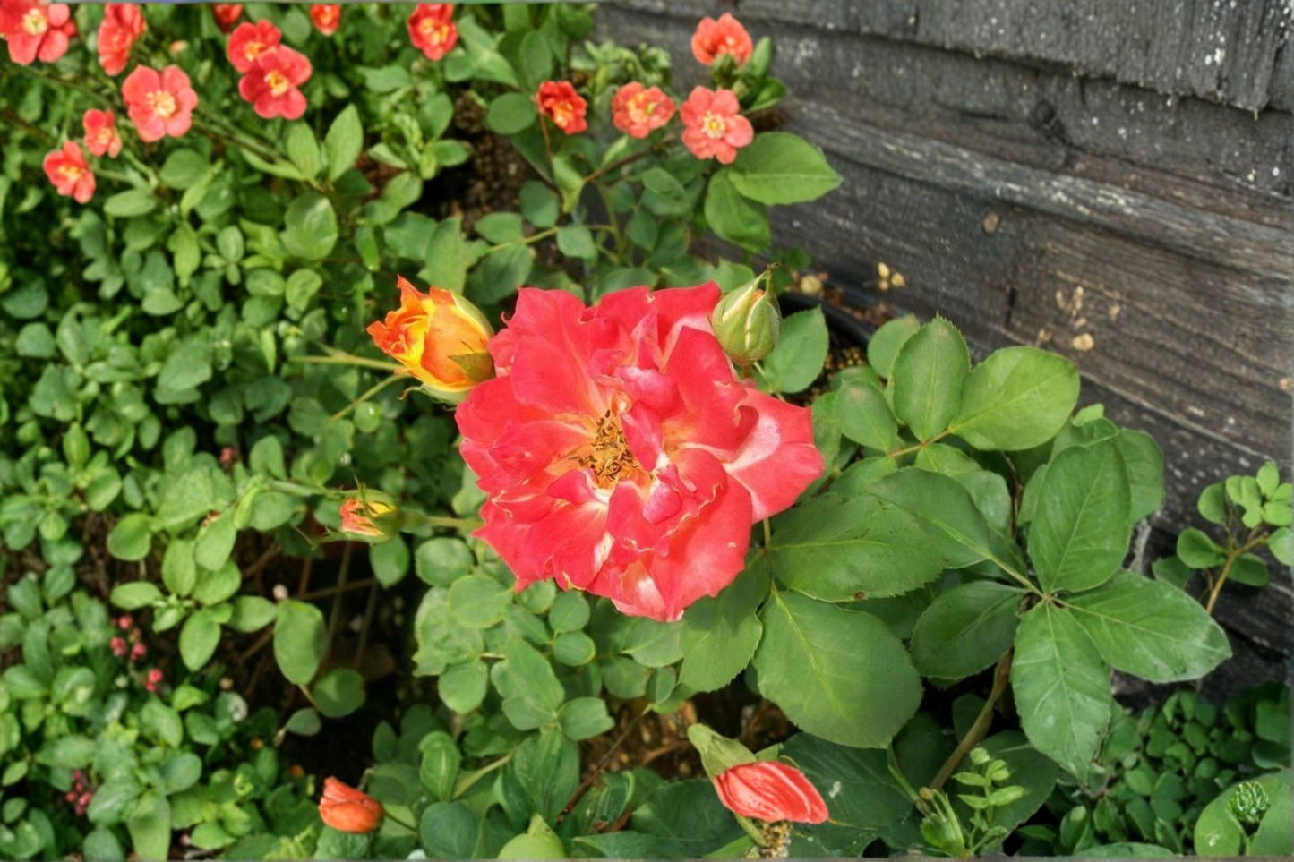 Pinata Rose Live Plant – 1-Gallon Yellow and Orange Flowering Rose Bush Rosa Hybrid for Garden, Landscape, Outdoor Plant