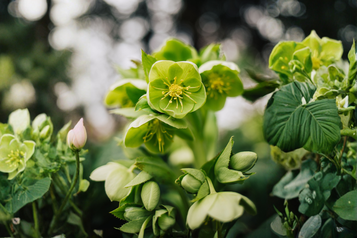 Lenten Rose Live Starter Plant in 3-Inch Pot – Hardy Helleborus Perennial