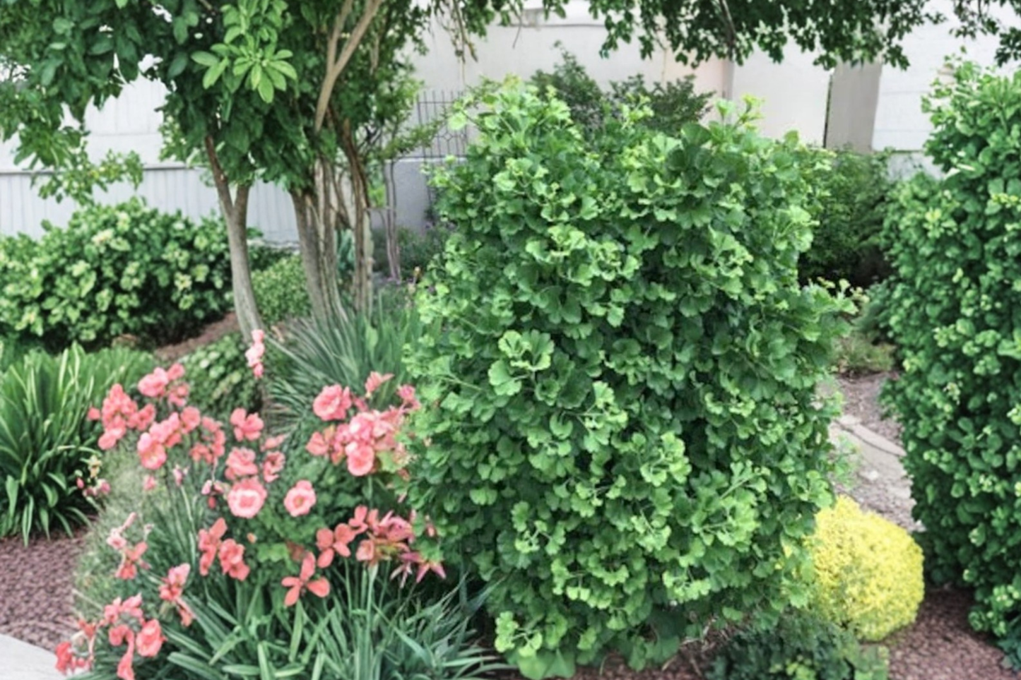Dwarf Ginkgo ‘Gnome’ Live Plant – Compact Ginkgo biloba Tree, 8 Inches Tall, Grafted Ornamental Tree for Small Gardens & Containers