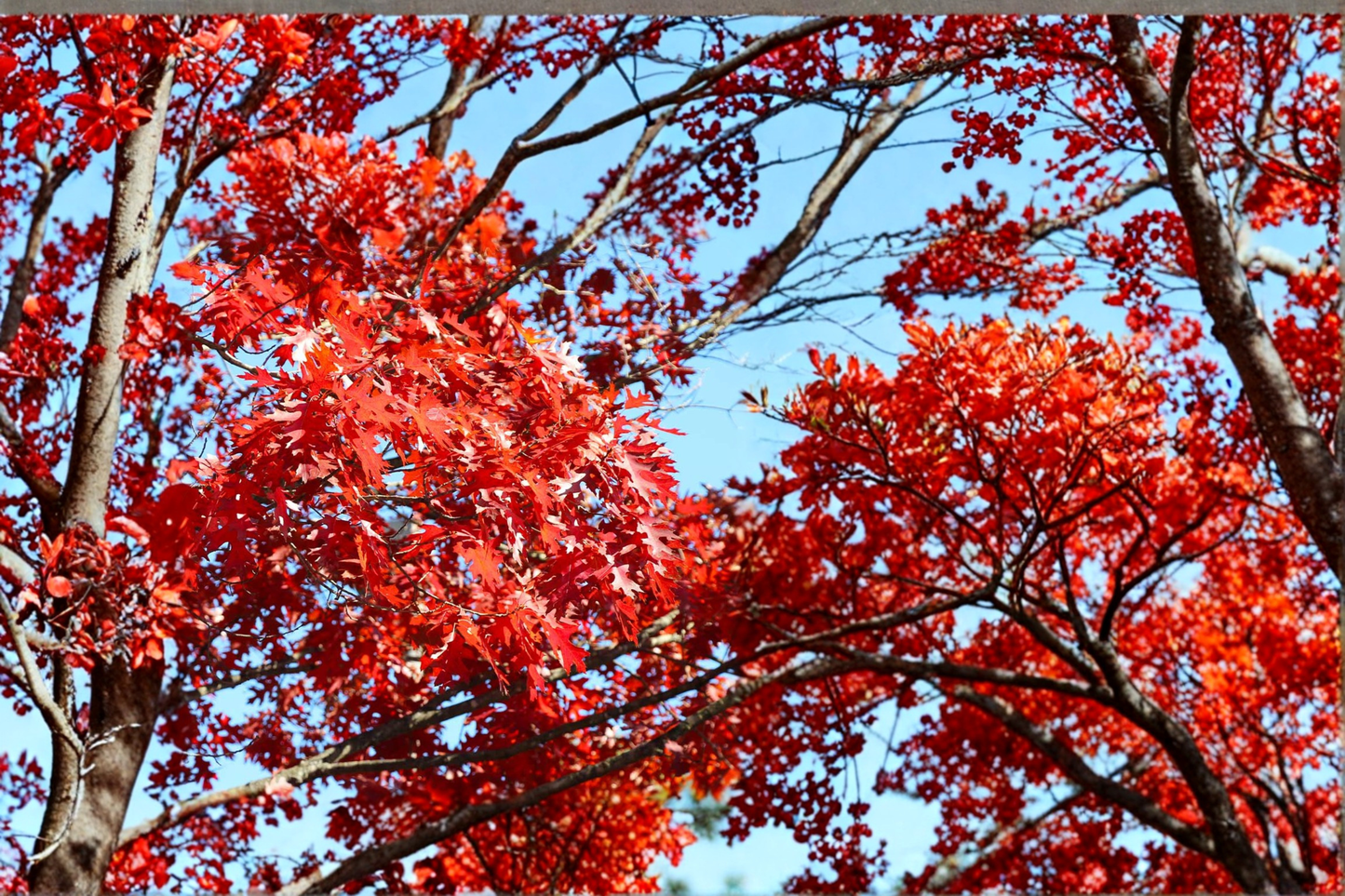 Shumard Red Oak Tree Live Plant – 5 Gallon Container, Approx. 6 Ft Tall, Fast Growing Shade Tree for Landscaping, Hardwood Tree, Quercus shumardii