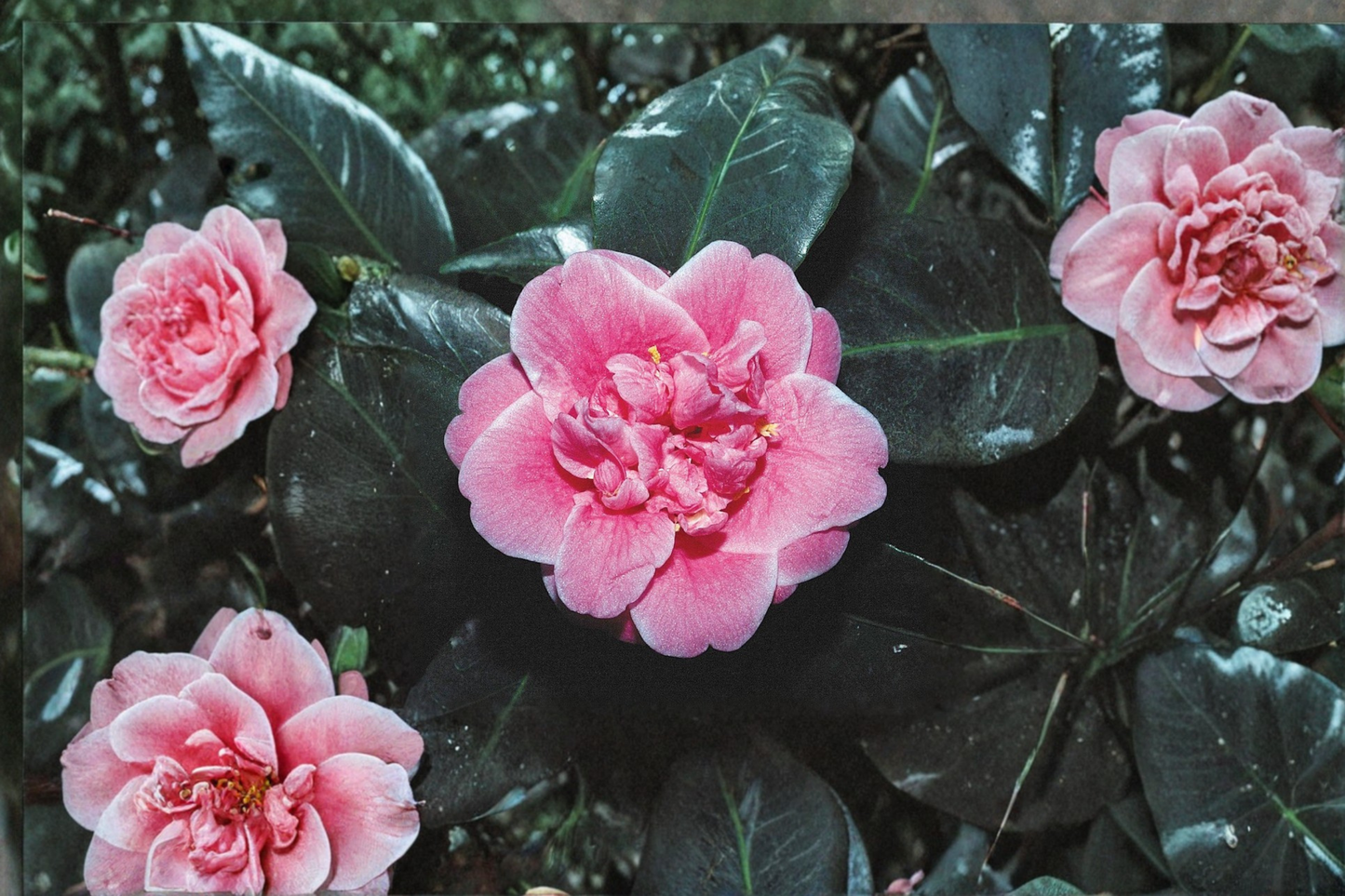 Japanese Camellia Tama Bambino 1 Gallon Live Plant – Pink Compact Evergreen Shrub Camellia japonica