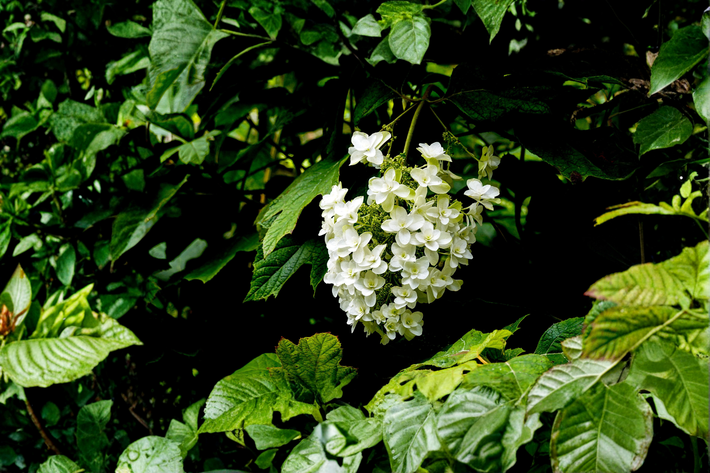 Snow Queen Oakleaf Hydrangea Live Plants – 2 Rooted Starters in 1 Qt Pots, White Flower Shrubs, Hydrangea quercifolia