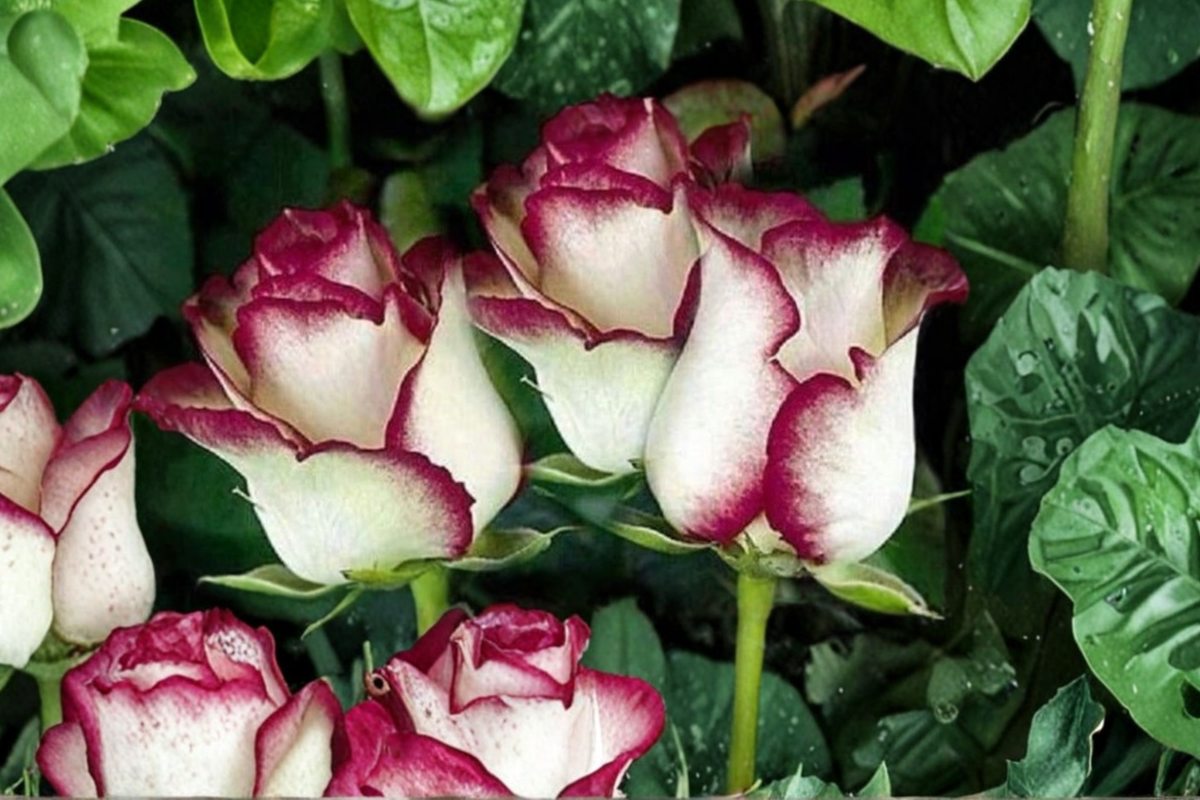 English Monroe Pink Rose Seeds – Rare Aromatic Rose Flower Variety, 10 Seeds for Garden, Outdoor, Landscape, Pink Bloom, Rosa spp.