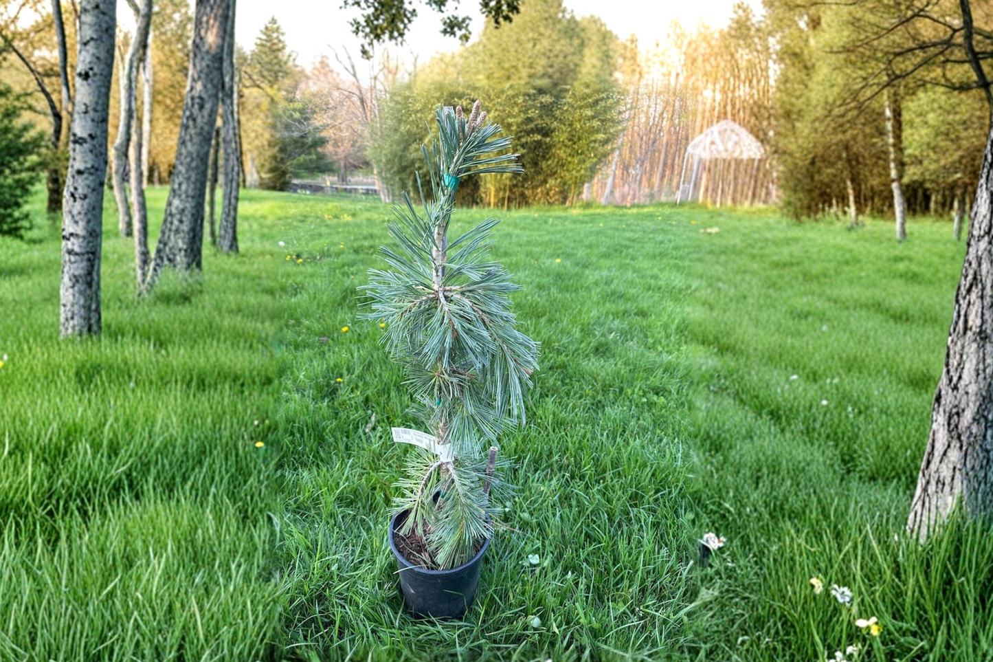 Weeping Southwestern White Pine ‘Pendula’ Live Plant – 12-Inch Evergreen Conifer, Pinus strobiformis, Ornamental Landscape Tree