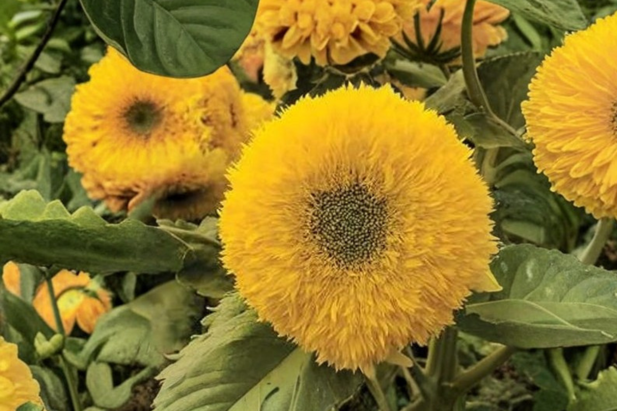 Teddy Bear Sunflower Seeds, Double Bloom Ornamental Flower, Helianthus annuus, 20 Seeds for Outdoor Garden