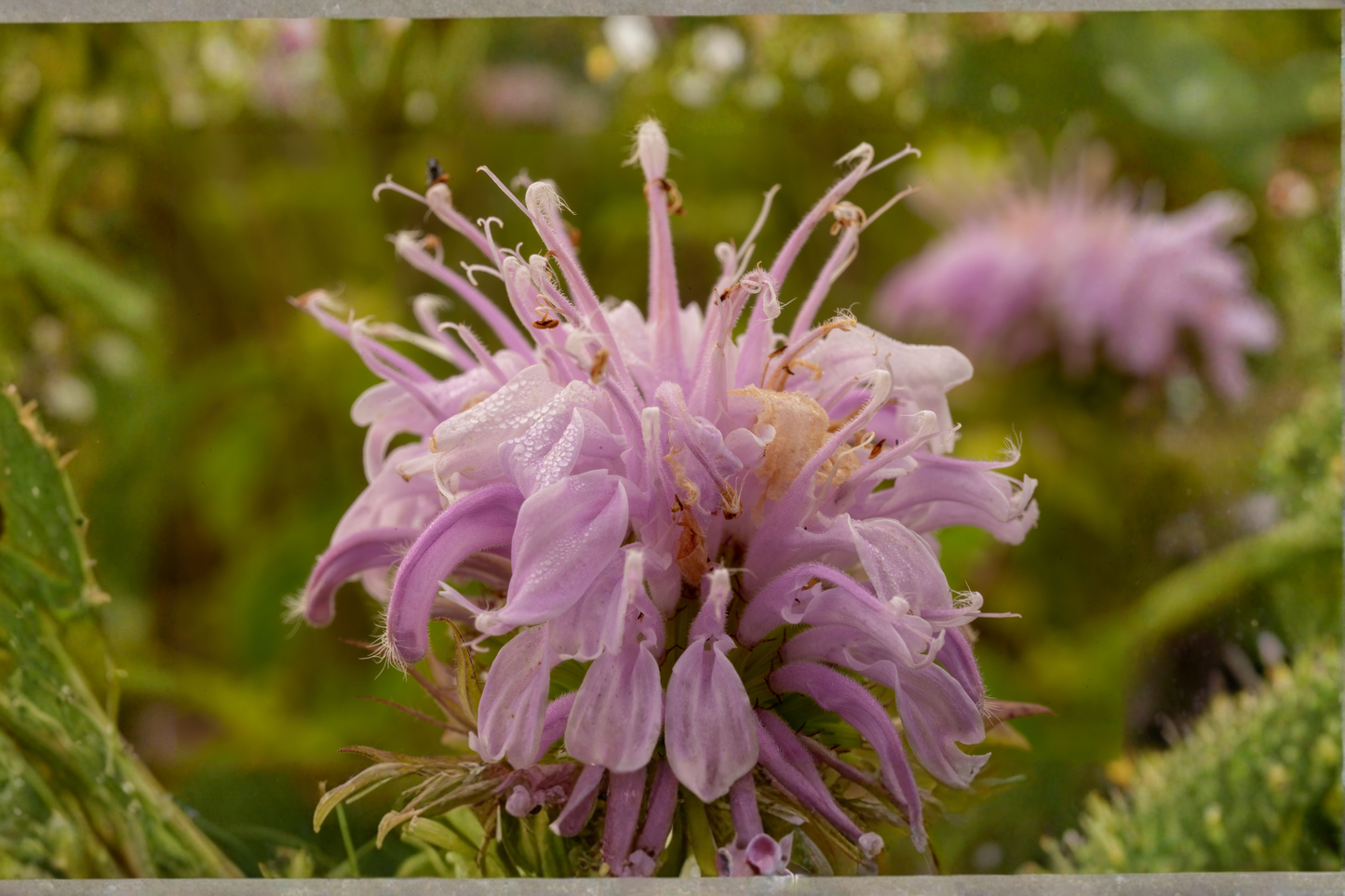 Wild Bergamot Live Plants – 3 Rooted Starters in 1 Qt Pots, Lavender Pink Flowers, Monarda Fistulosa Native Perennial Garden Plant
