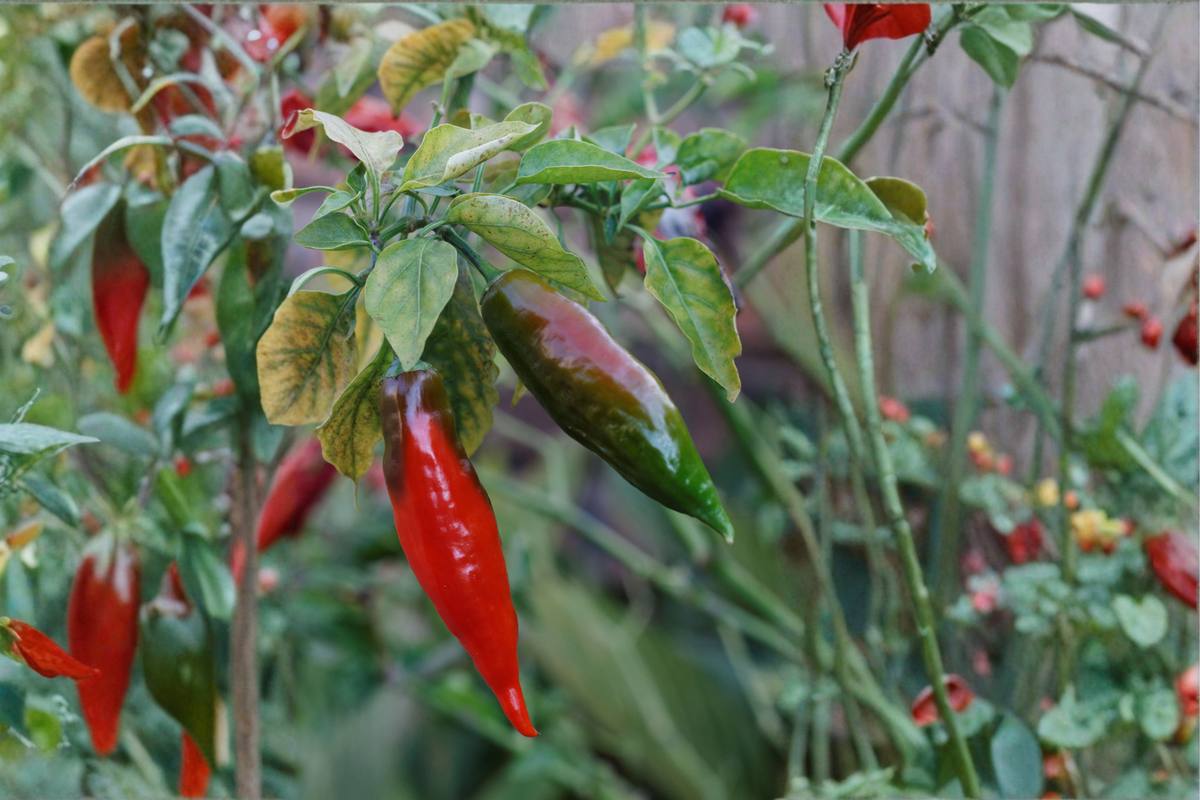 3 Black Naga Twister Pepper Live Plants 75+ Days Old – Capsicum chinense