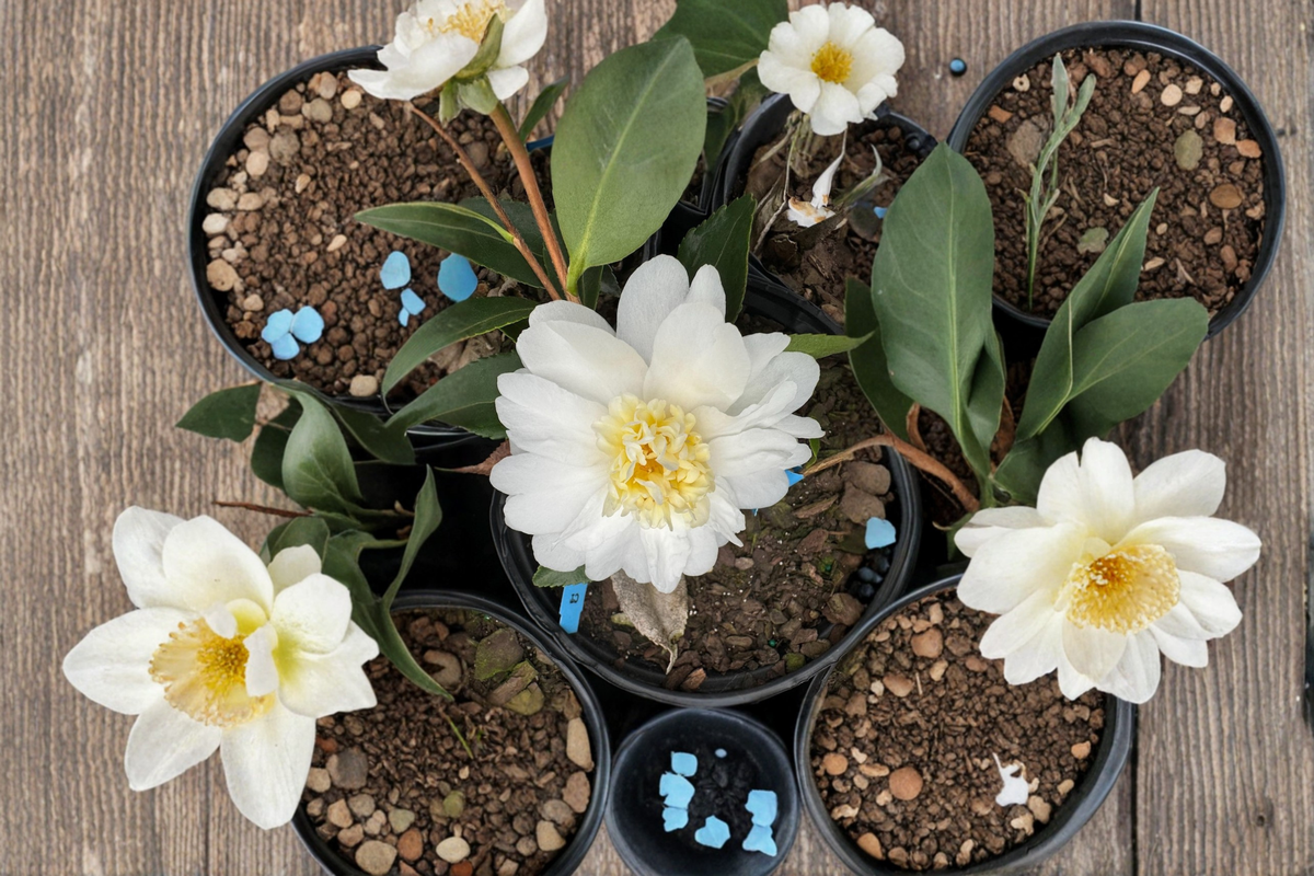 Cold Hardy Camellia Snow Flurry 1 Gallon Live Plant – White Flowers, Evergreen Shrub, Zone 6, Shade Tolerant