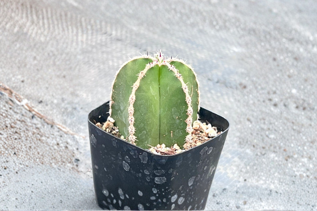 Mexican Fence Post Cactus Live Plant – 2 Inch Pot, Pachycereus marginatus, Columnar Succulent for Indoor Outdoor Decor