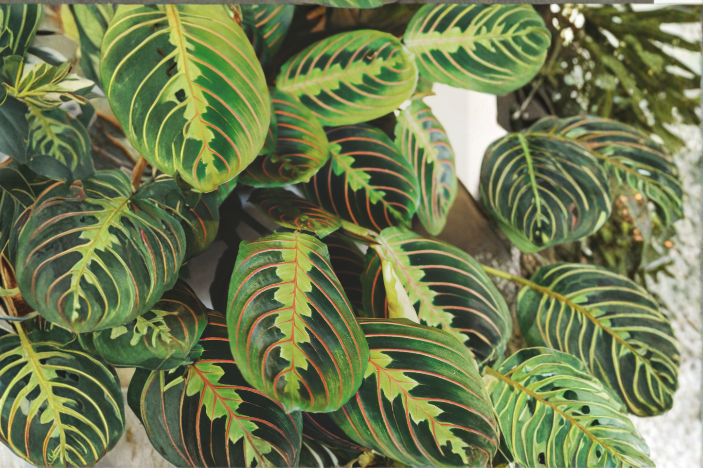 Red Maranta Prayer Plant Live in 4 Inch Pot – Maranta leuconeura 'Erythroneura'