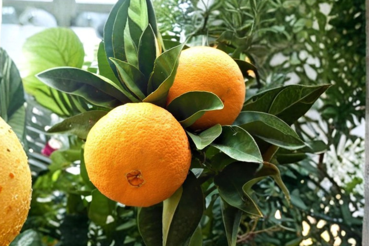Washington Navel Orange Tree Live Plant, 3 Gallon Bearing Citrus Tree, Edible Landscape, Patio Garden, Citrus Fruit Tree