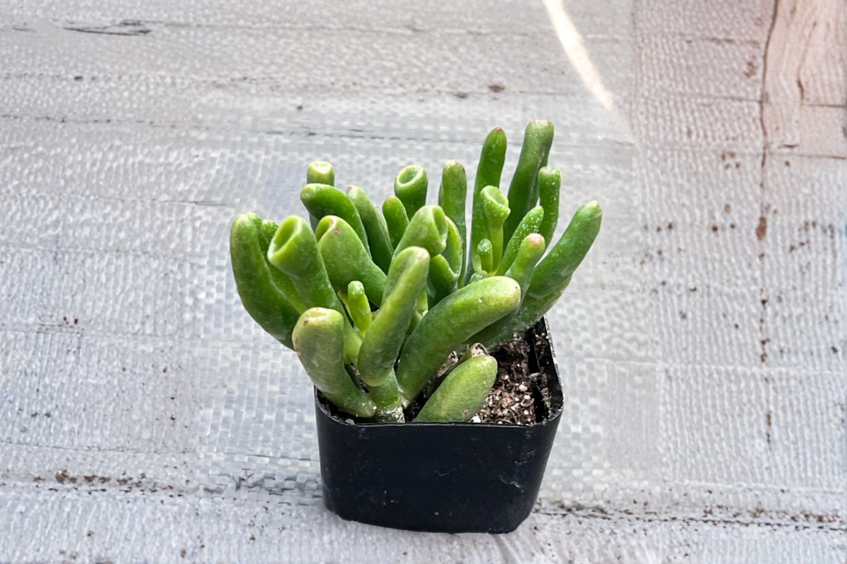 Gollum Jade Succulent Plant, 2-Inch Potted Crassula ovata ‘Gollum’, Indoor Outdoor Houseplant, Shrek Ear, Unique Cactus Decor