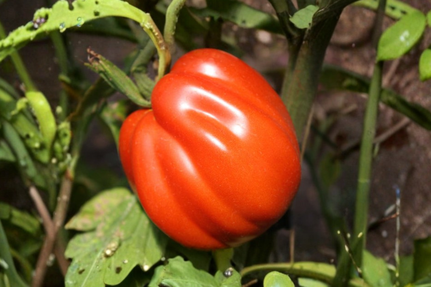 Goldman's Italian American Tomato Seeds - Rare Heirloom Beefsteak Variety for Large Garden Tomatoes, Solanum lycopersicum, 20 Seeds