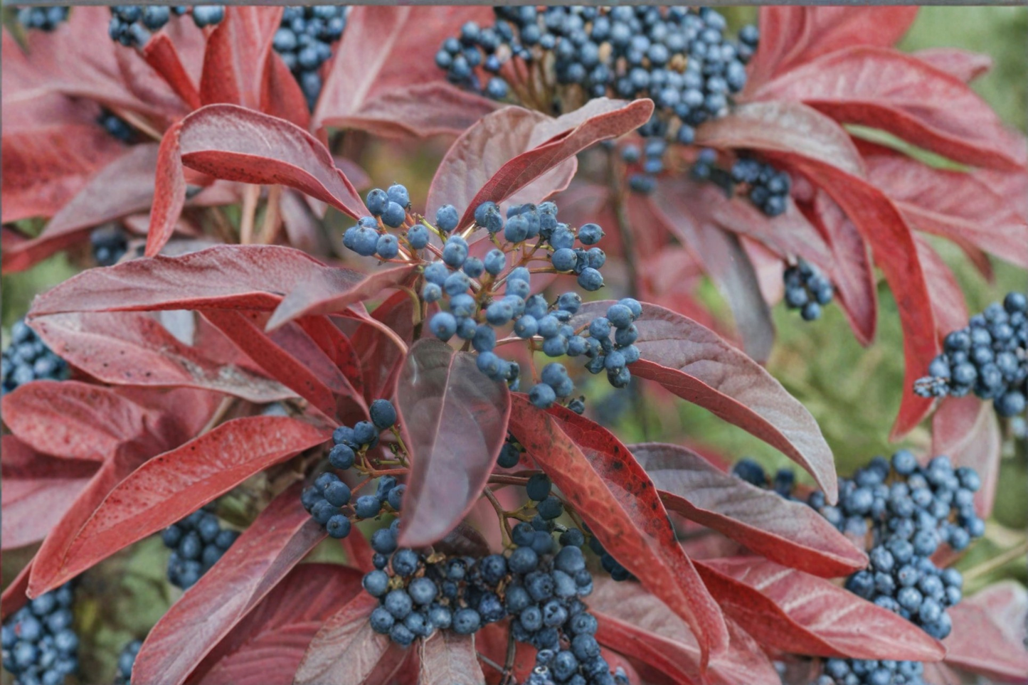 Winterthur Viburnum Native Shrub 2 Gallon – Viburnum nudum White Flowering Berries Pink to Blue Colorful Berries