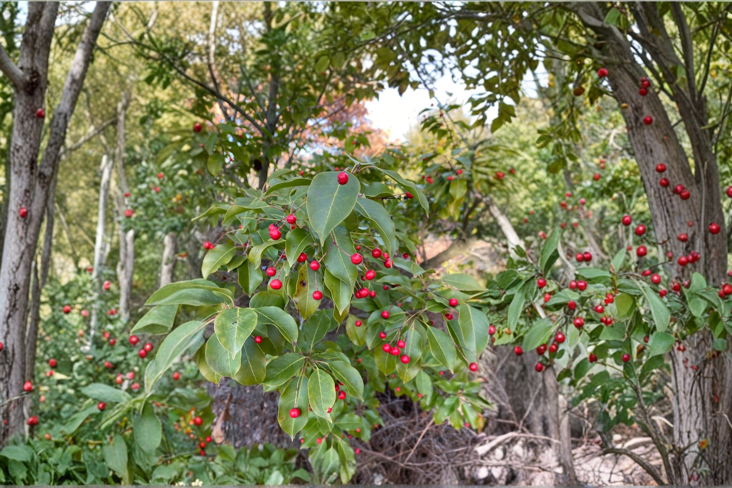 Female Longstalk Holly Live Plant – 2 Gallon Ilex pedunculosa Evergreen Shrub with Red Berries for Landscape Gardens