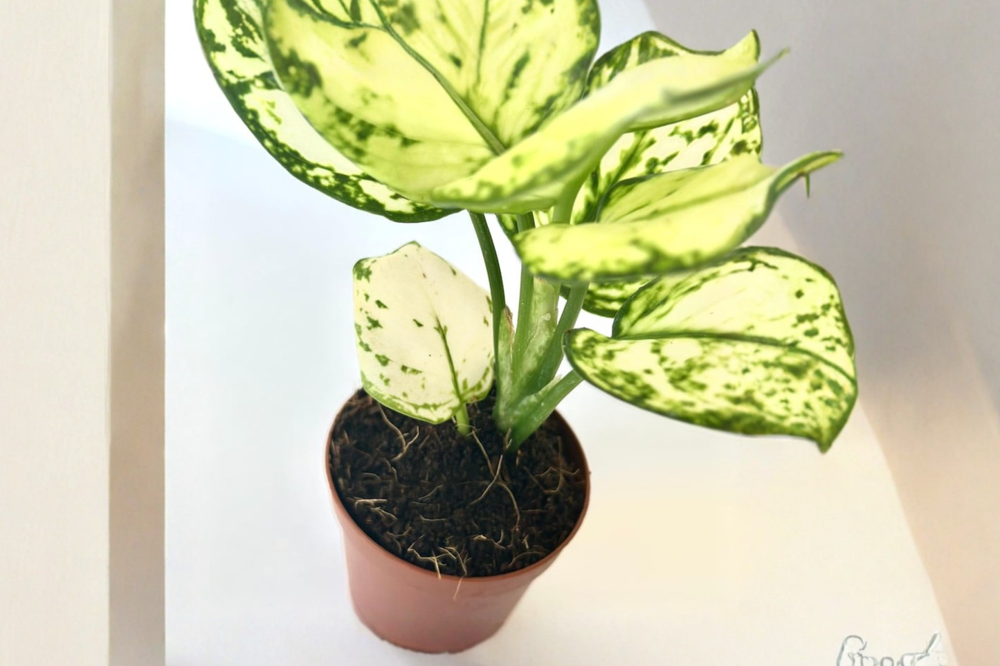 Super White Aglaonema Live Plant, 2-Inch Indoor Starter, White Chinese Evergreen, Variegated Foliage, Tropical Houseplant