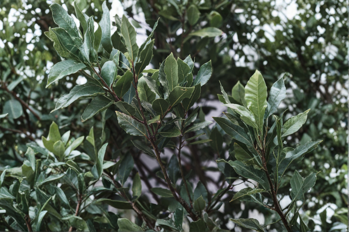 Bay Leaf Tree Live Plant 2-4 Inch - Laurus nobilis Bay Laurel Starter