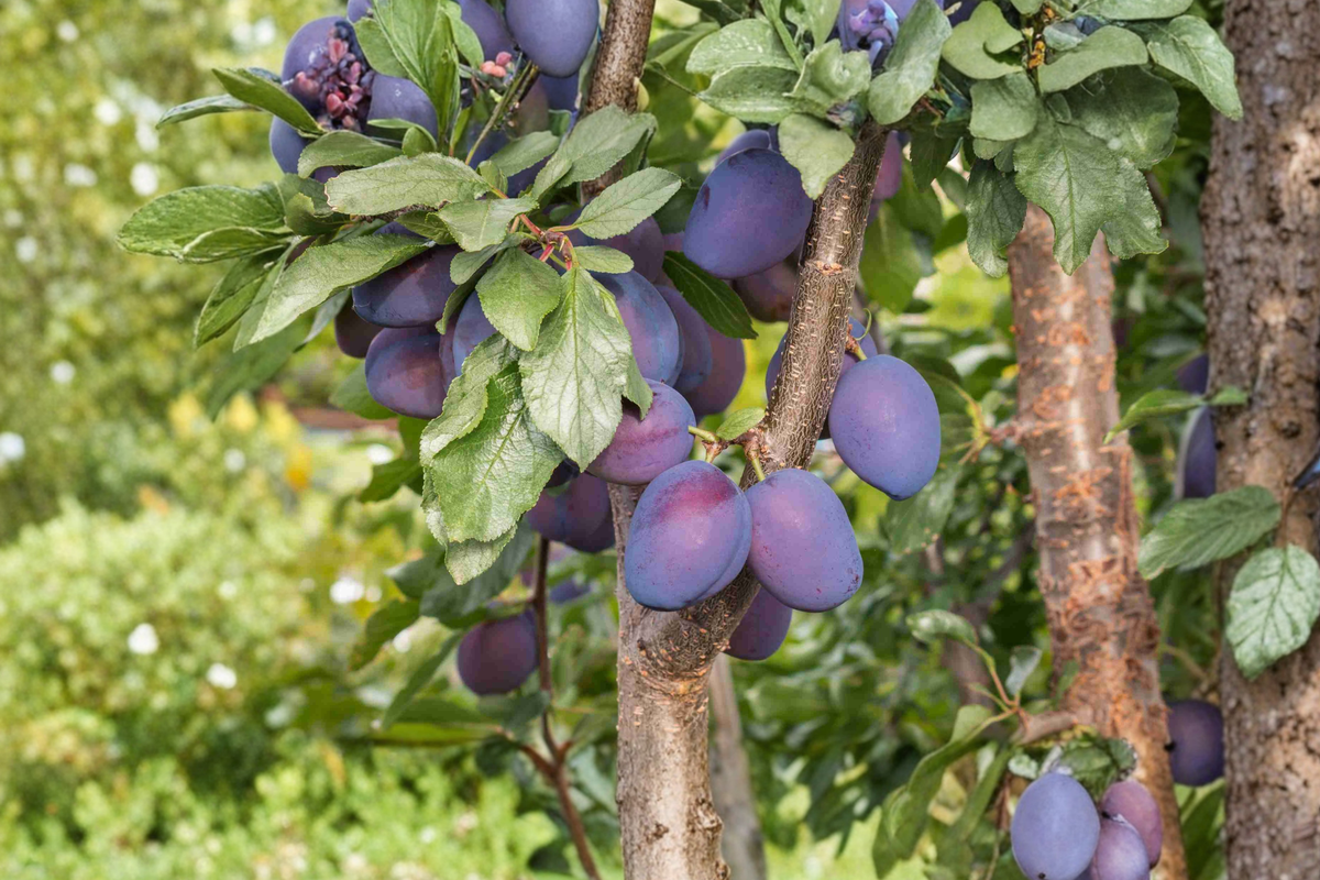 Methley Plum Tree Live Plant 4-6 ft, Red Juicy Fruit, Prunus salicina, Backyard Orchard, Easy to Grow