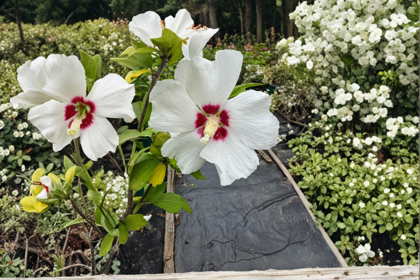Red Heart Rose of Sharon Live Plant, 2-Gallon Hibiscus syriacus, White & Red Flowers, Deciduous Shrub for Garden & Hedges