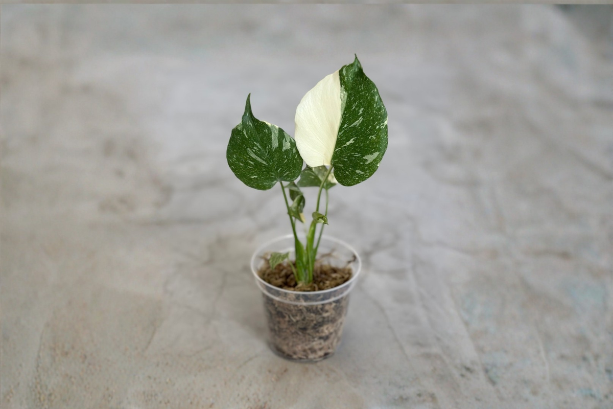 Variegated Monstera Thai Constellation Rooted Plant, Rare Aroid Houseplant, Green Cream Marbled Foliage, Indoor Tropical Plant