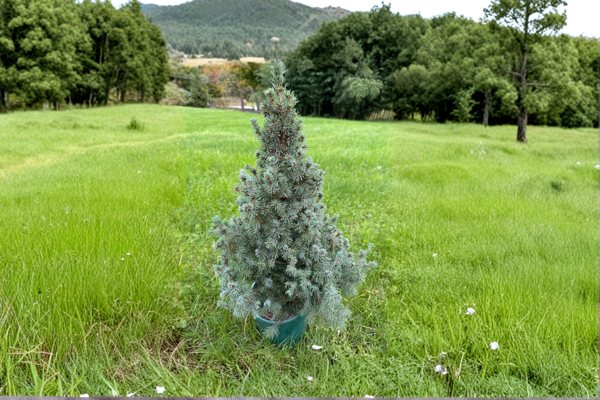 Blue Spruce Live Plant 12" Picea glauca Saunders Blue Evergreen Conifer in 1 Gallon Pot