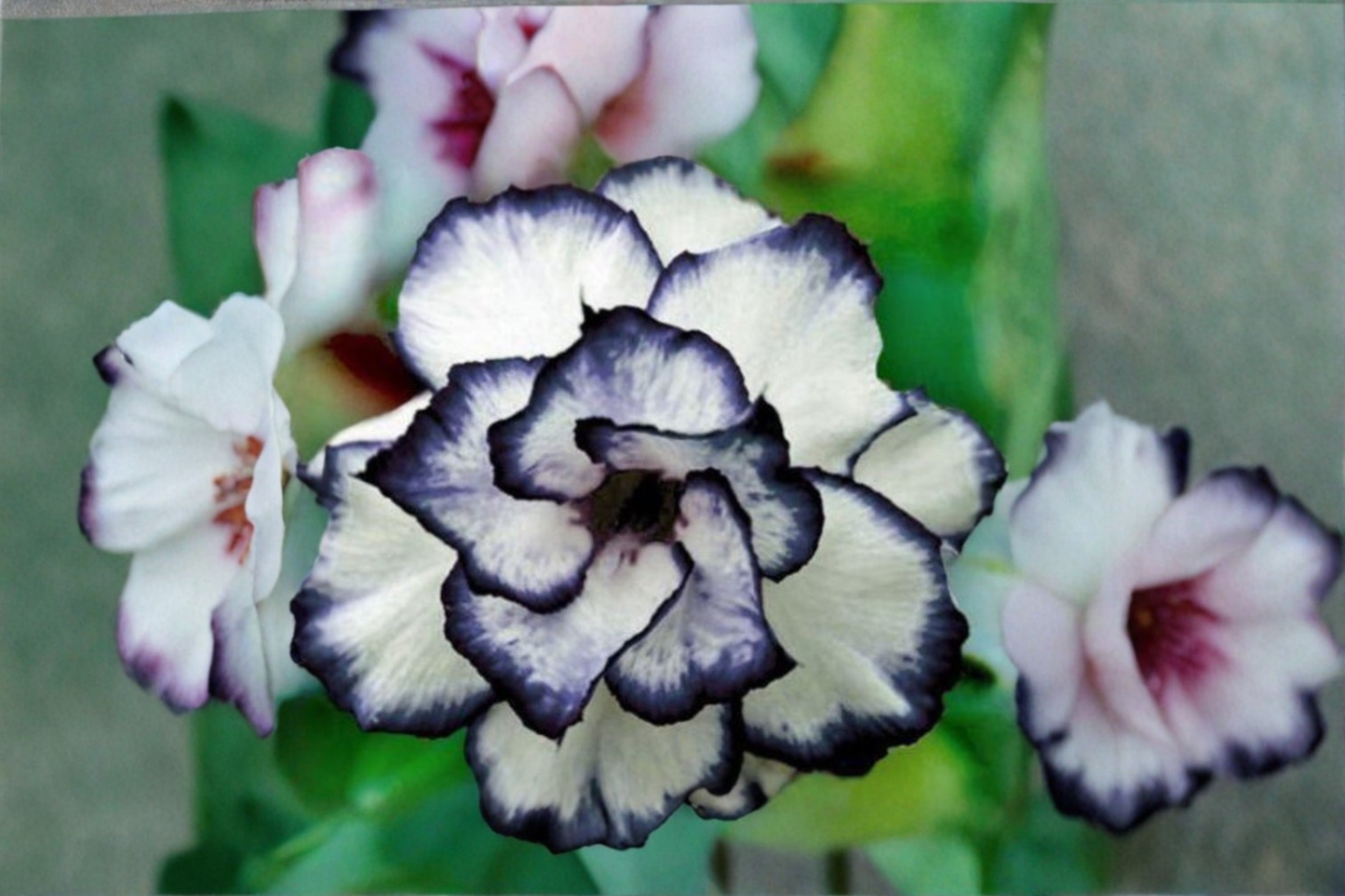 Black and White Rose Seeds – 20 Seeds, Ornamental Flower Bush, Rosa spp., Outdoor Garden Plant
