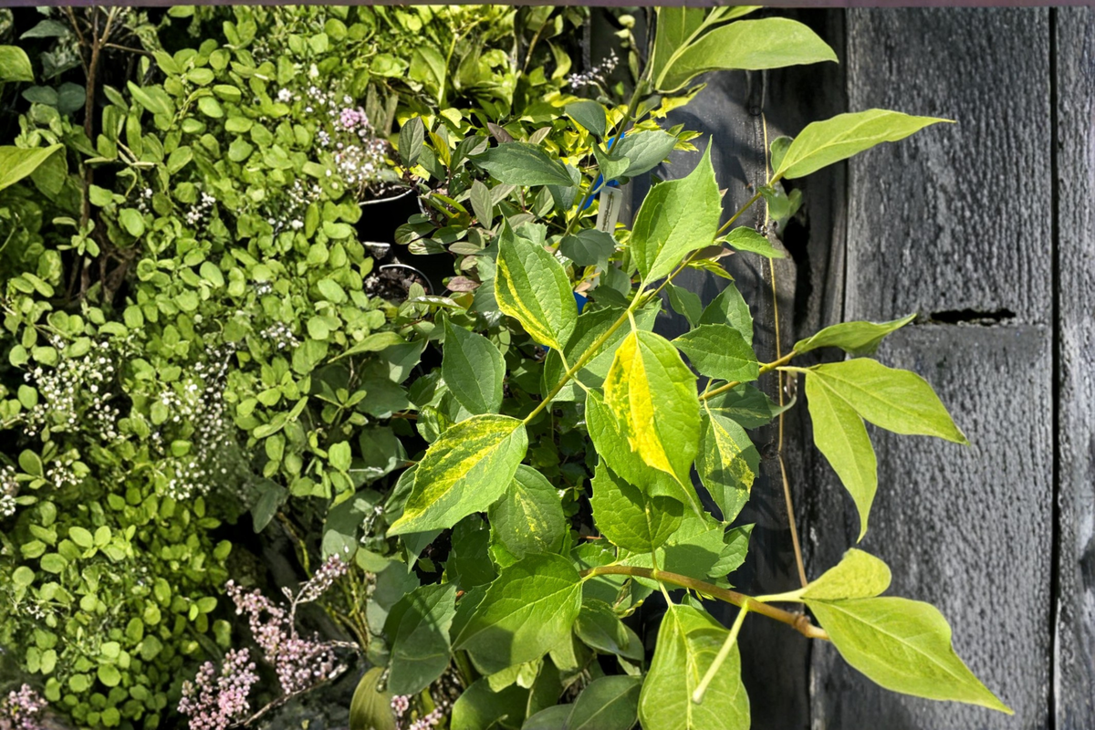 Variegated Mock Orange 'Innocence' Live Plant, 1 Gallon, White Flowers, Deciduous Shrub, Philadelphus virginalis