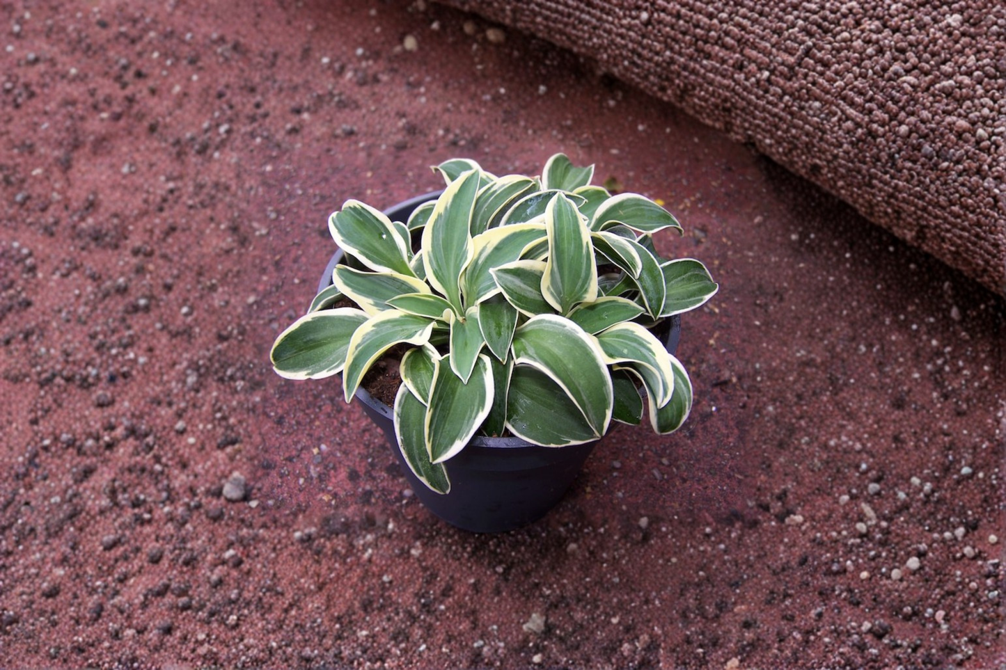 Hosta Funny Mouse Starter Plant 4-Inch Pot, Mini Blue Green Shade Perennial, Compact Foliage, Garden Plant, Hosta ‘Funny Mouse’