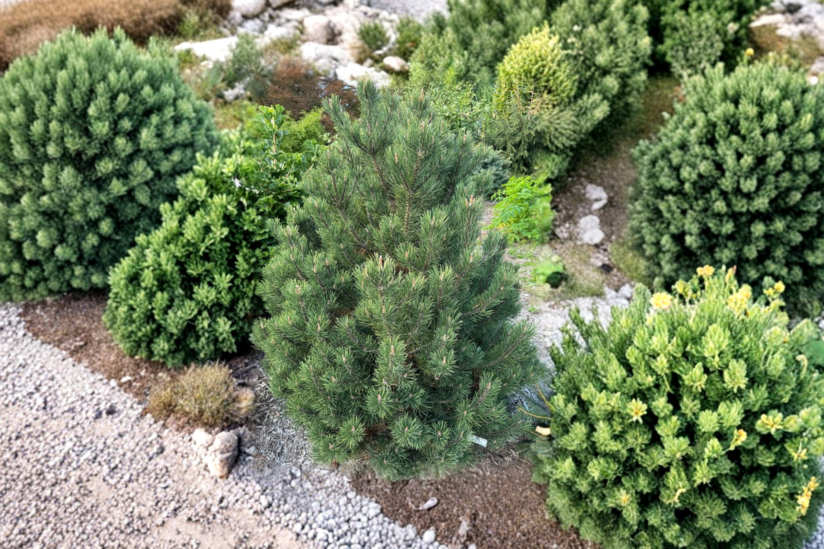 Swiss Mountain Pine Live Plant 1 Gallon Pot – Silver Candles Evergreen Conifer – Pinus uncinata for Rock Gardens & Landscaping